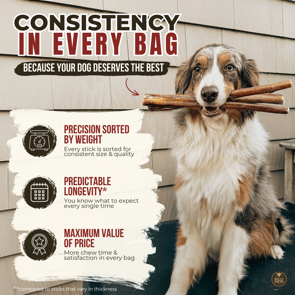 6 Inch Jumbo Bully Stick